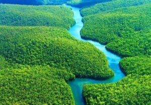 Vì sao người ta nói rừng được ví như lá phổi xanh của con người?