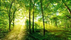 Vì sao người ta nói rừng được ví như lá phổi xanh của con người?