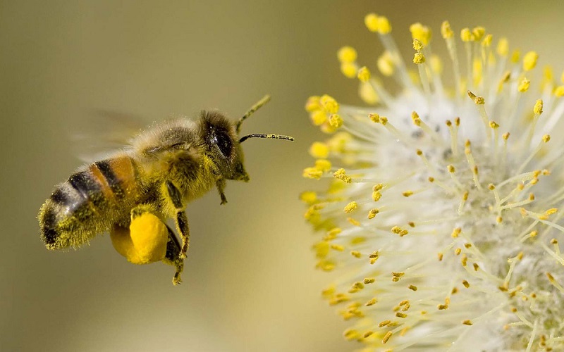 Nằm mơ thấy ong có ý nghĩa gì? Có bao nhiêu con ong?