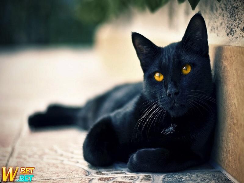 giấc mơ thấy mèo đen